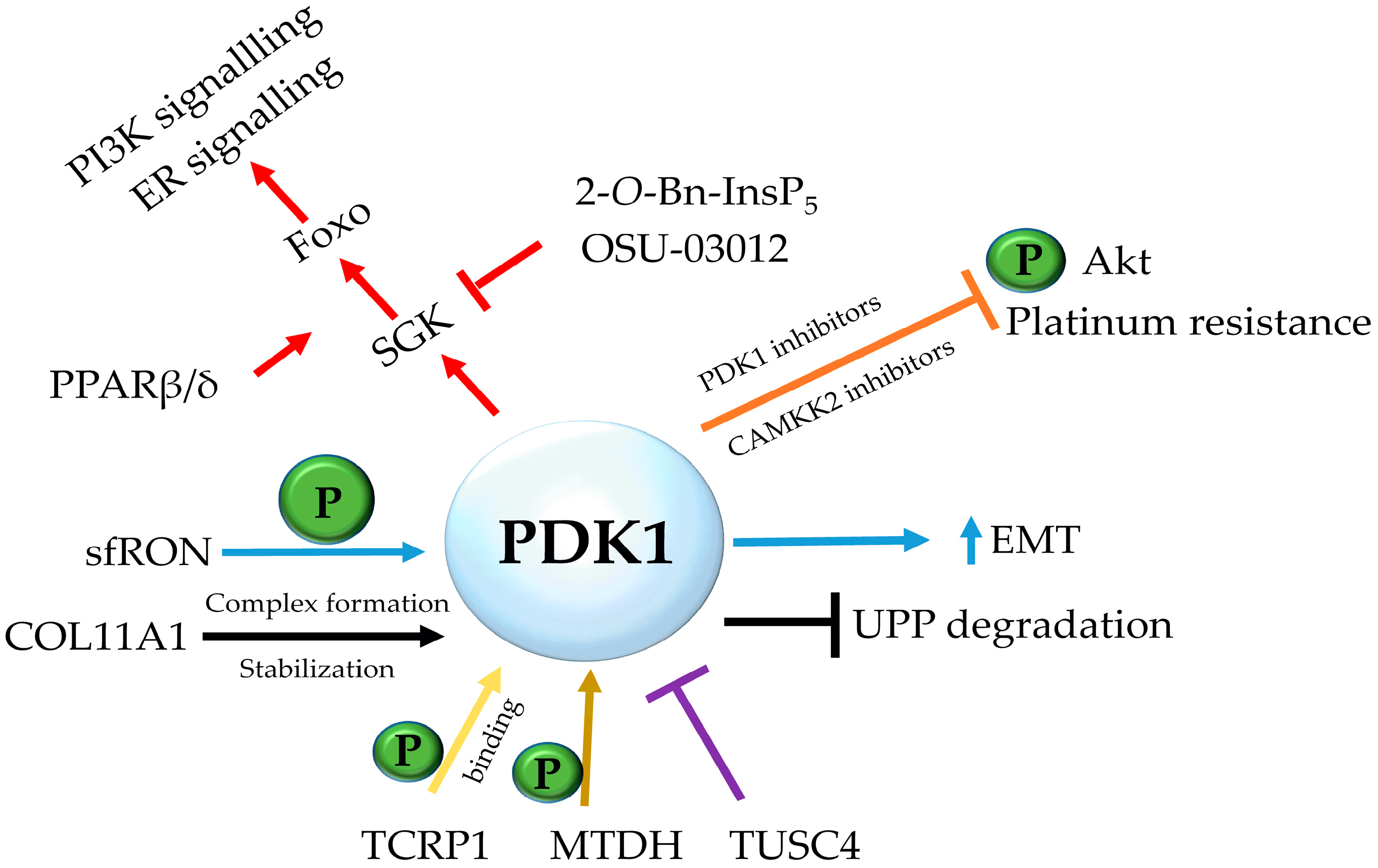 PDK1 Pathways